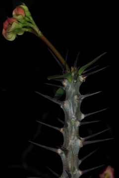 Thorn: thorns are modified stems (contrast with spines and prickles) - Euphorbia splendens [Euphorbiaceae]
